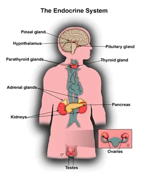 Best hormone doctor in lucknow - dr mayank somani