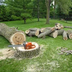 Reliable tree services in las vegas by duranchi tree service