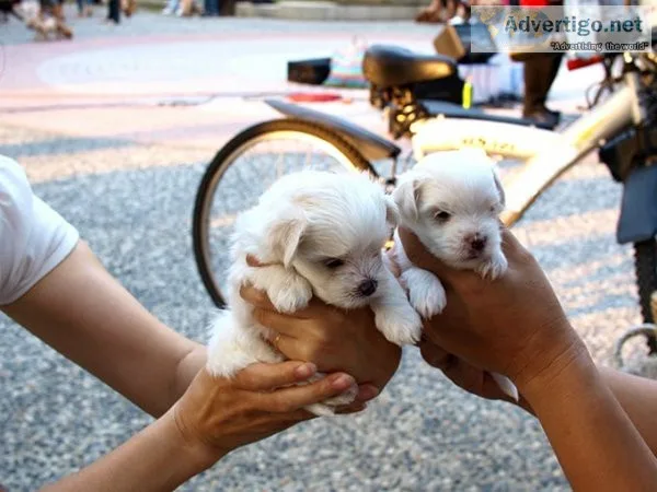 Maltese puppy