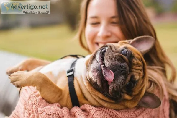 Vet dentistry - chatswood vet clinic