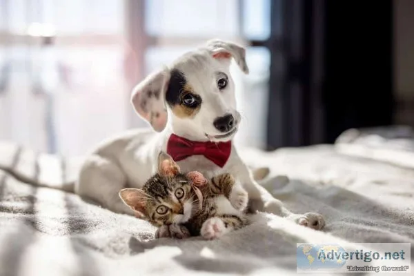 Vet dentistry - chatswood vet clinic