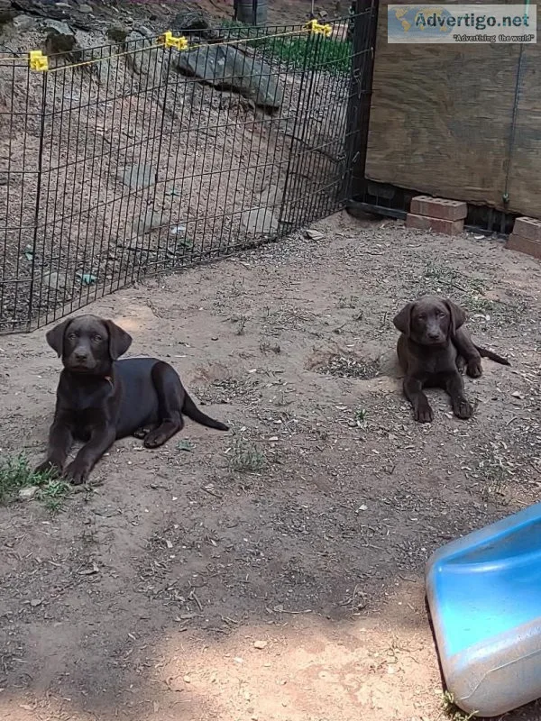 Labrador Puppies