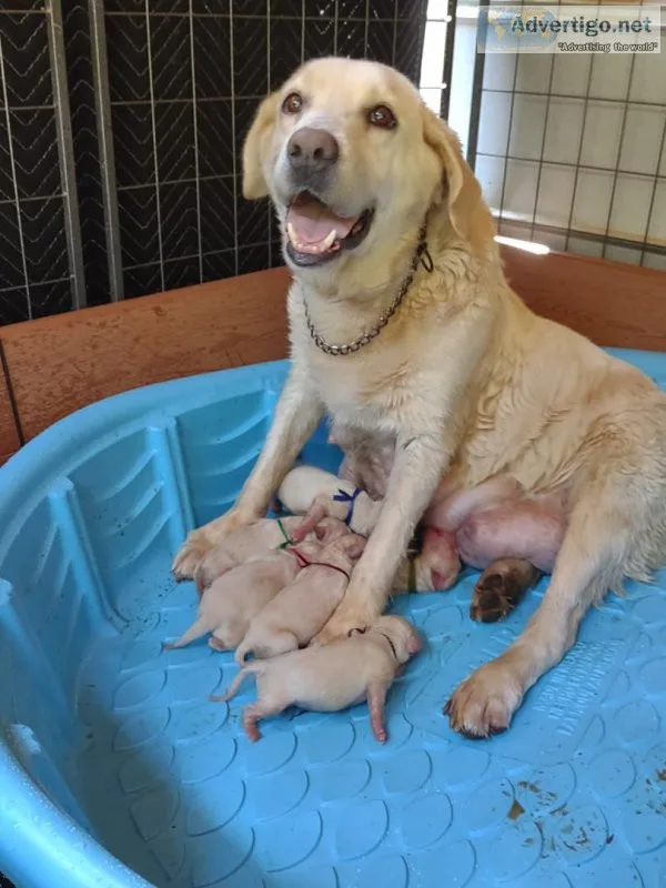 Labrador Puppies