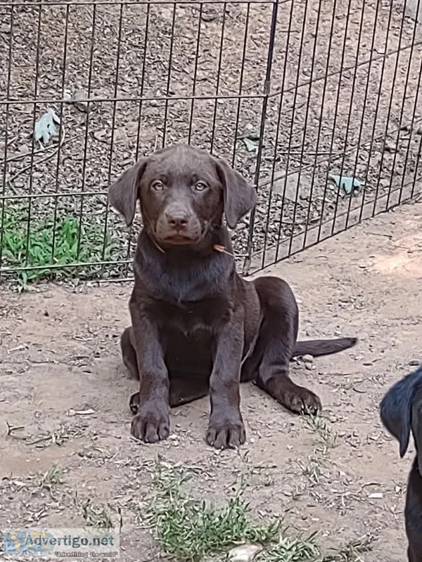Labrador Puppies