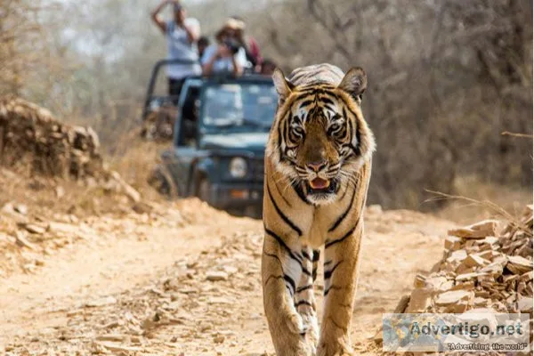 Golden triangle tour| golden triangle tour in india