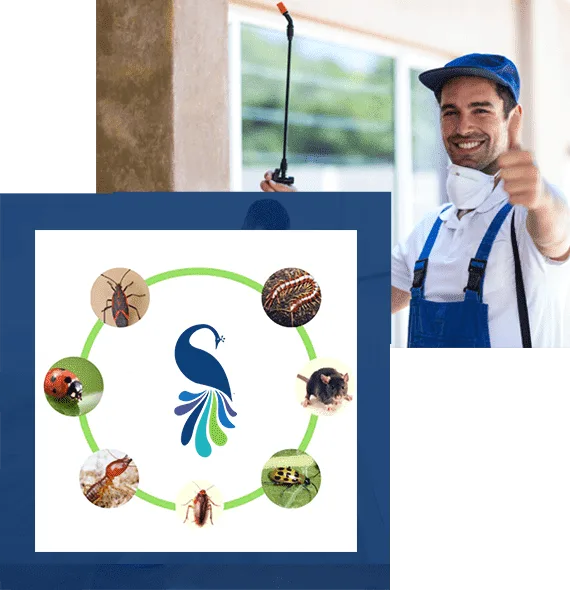Bed bugs pest control dubai