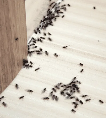 Ant control dubai