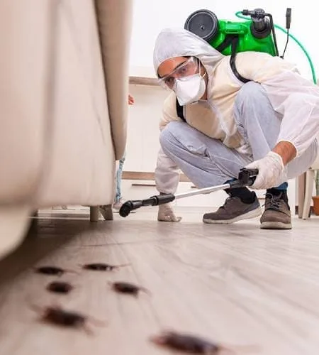 Cockroach control dubai