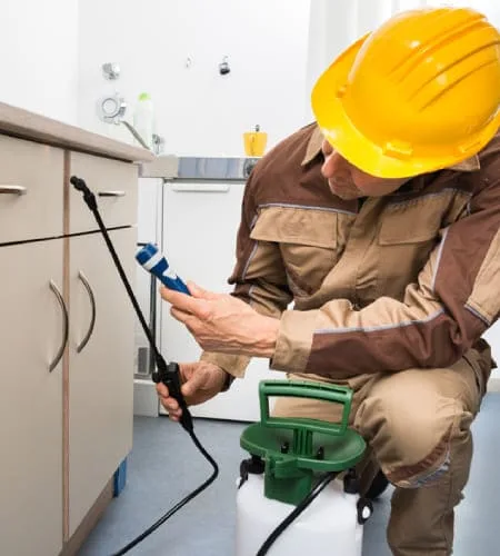 Termite pest control in dubai