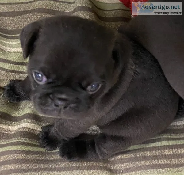 Pug puppy for adoption