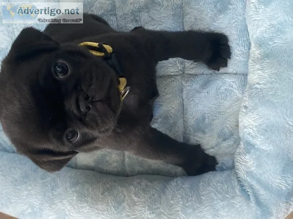 Pug puppy for adoption