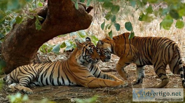 4 days agra ranthambore jaipur tour