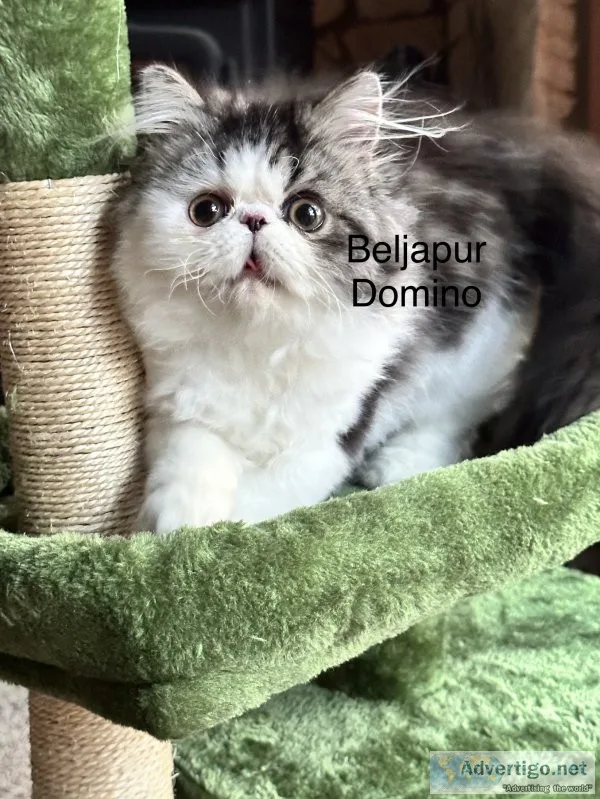 Beljapur cattery domino