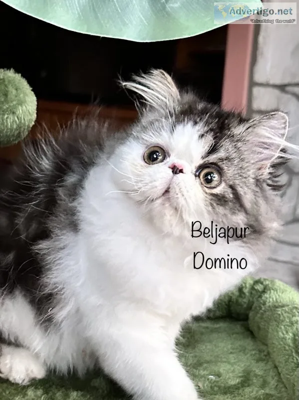 Beljapur cattery domino