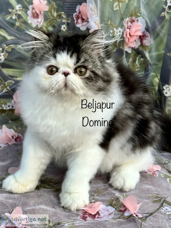 Beljapur cattery domino