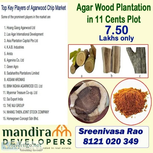 Agar wood plantation