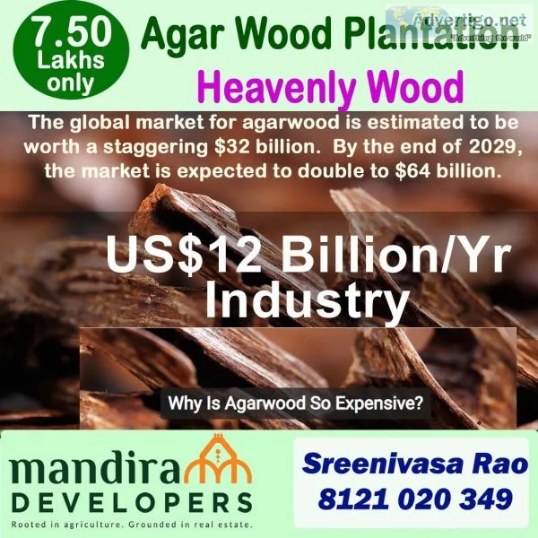 Agar wood plantation