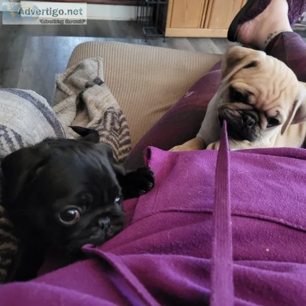Pugs for sale near me under $500
