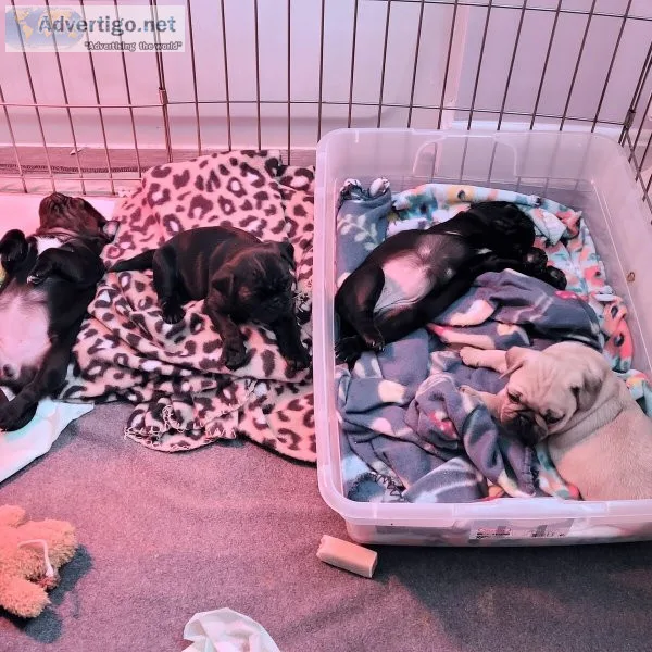Pugs for sale near me under $500