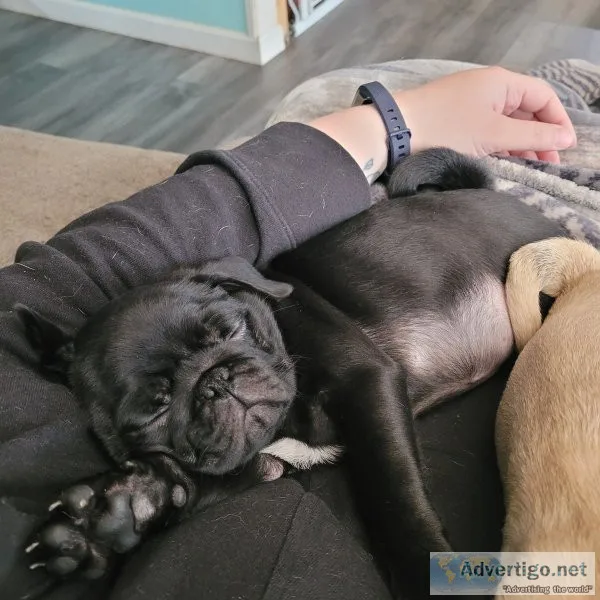 Pugs for sale near me under $500