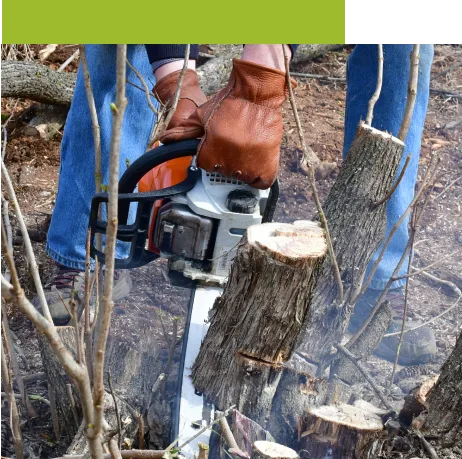 Best tree trimming services las vegas