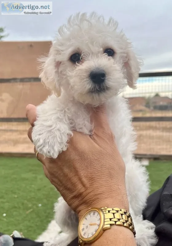 Schnoodle puppy boy