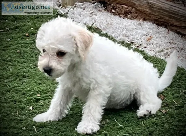 Schnoodle puppy boy