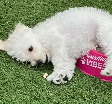 Schnoodle puppy boy