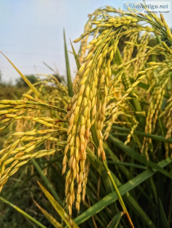 Ikisan