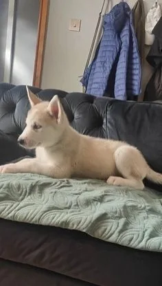 Adorable male and female siberian husky pups now available