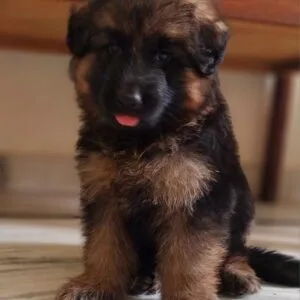 Buy dogs online in india: find your perfect puppy today puppiezo