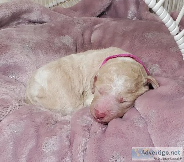 Standard poodle puppies