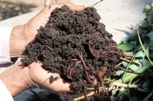 Vermicompost for gardening