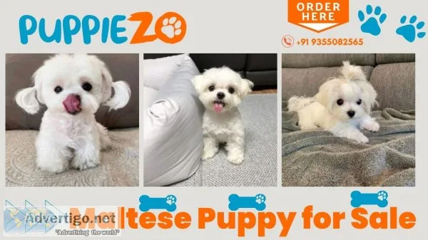 Maltese puppies for sale in delhi ncr, india at affordable price
