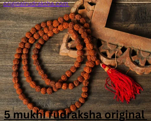 5 mukhi rudraksha original