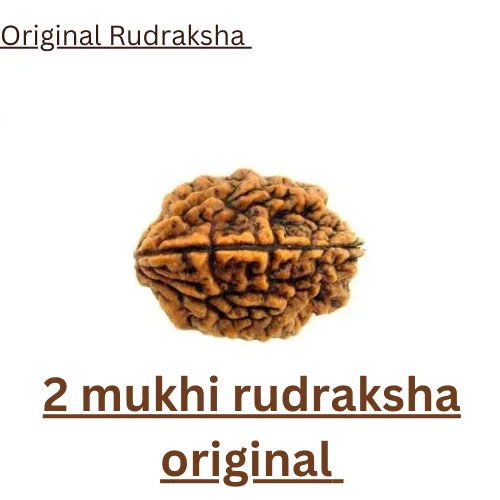 2 mukhi rudraksha original