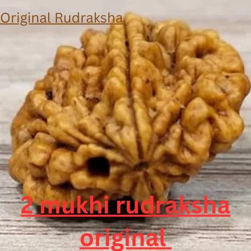 2 mukhi rudraksha original