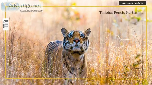 Book my safari - experience the thrill of the wild