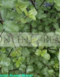 Pittosporum