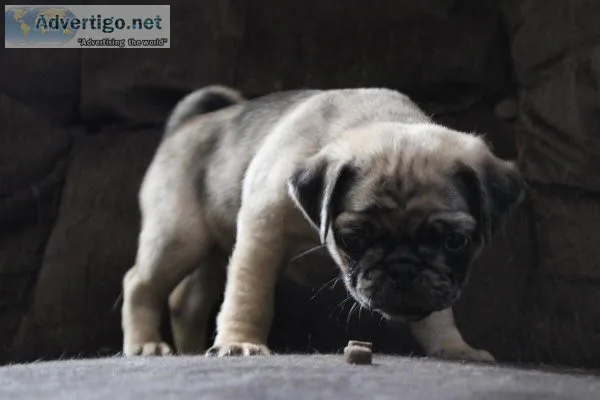 Purebred baby pugs for sale