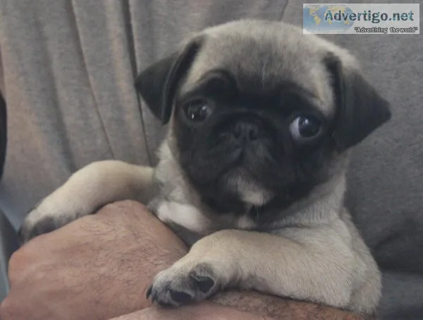 Purebred baby pugs for sale