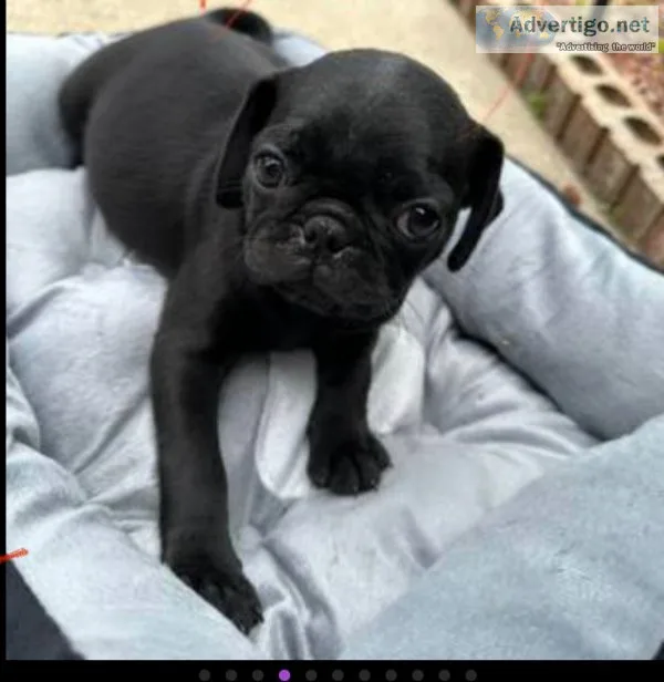 Purebred baby pugs for sale