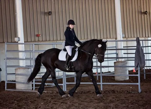 Friesian horse for sale