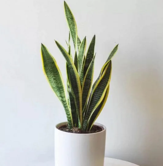 Indoor plants delivery melbourne