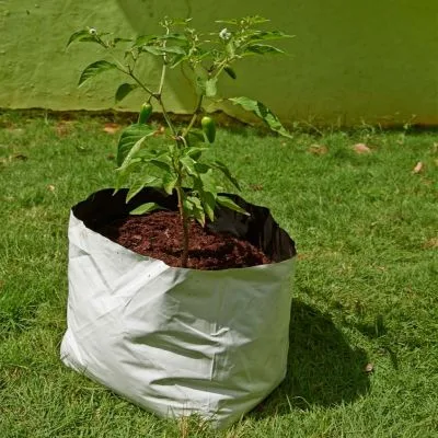 Grow slab in australia