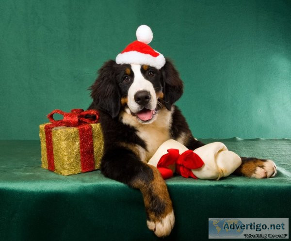 Gifts