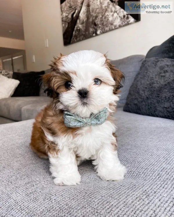 Top quality lined shih tzu ready for new homes near me