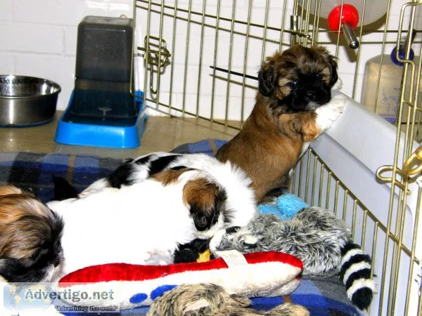 Top quality lined shih tzu ready for new homes near me