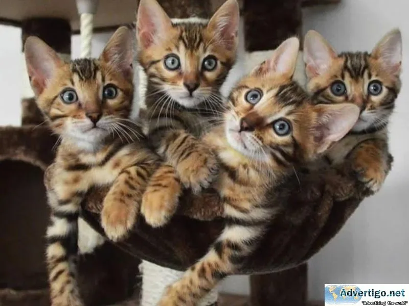 Atractive Bengal kittens