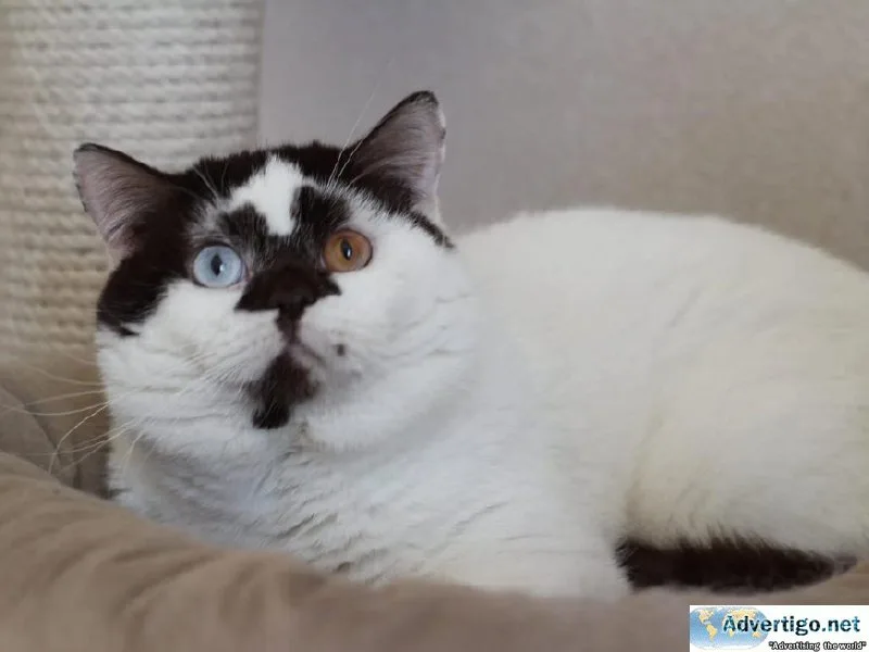 British cats for sale